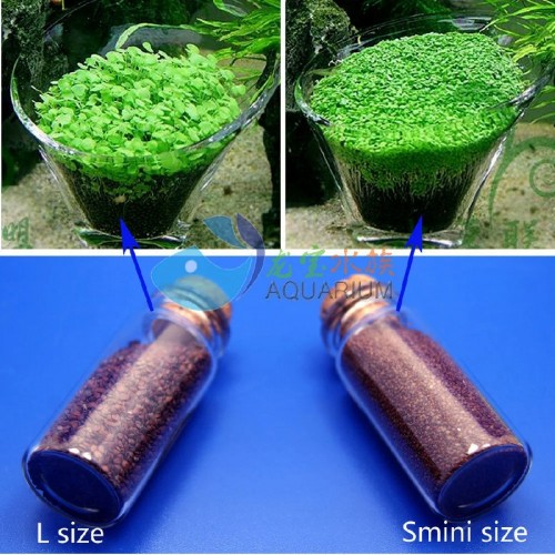 Jual Bibit Benih Tanaman Air Carpet Seed Aquascape